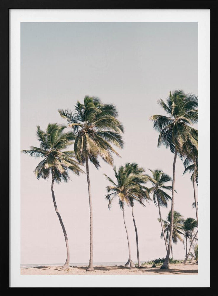Blush Tropische Bäume | Poster