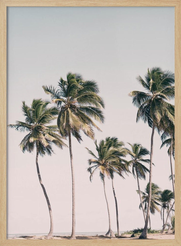 Blush Tropische Bäume | Poster