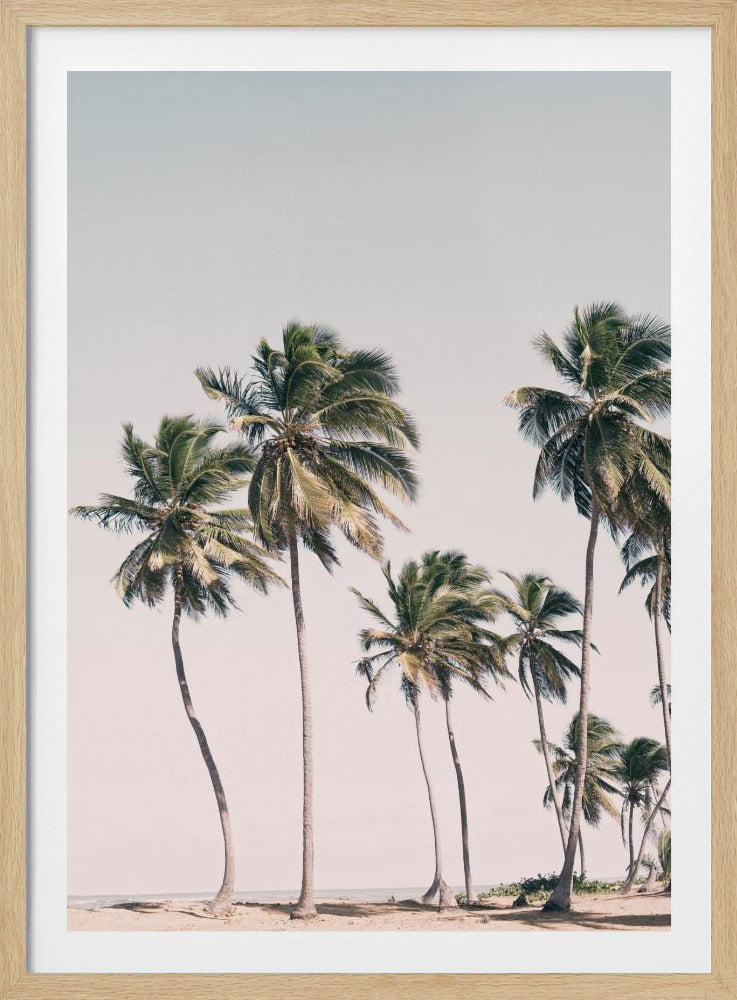 Blush Tropische Bäume | Poster