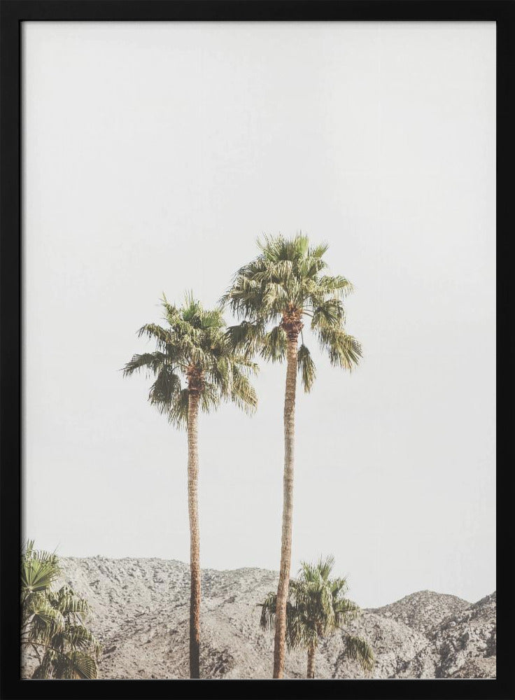 Palm Springs Palmen | Poster