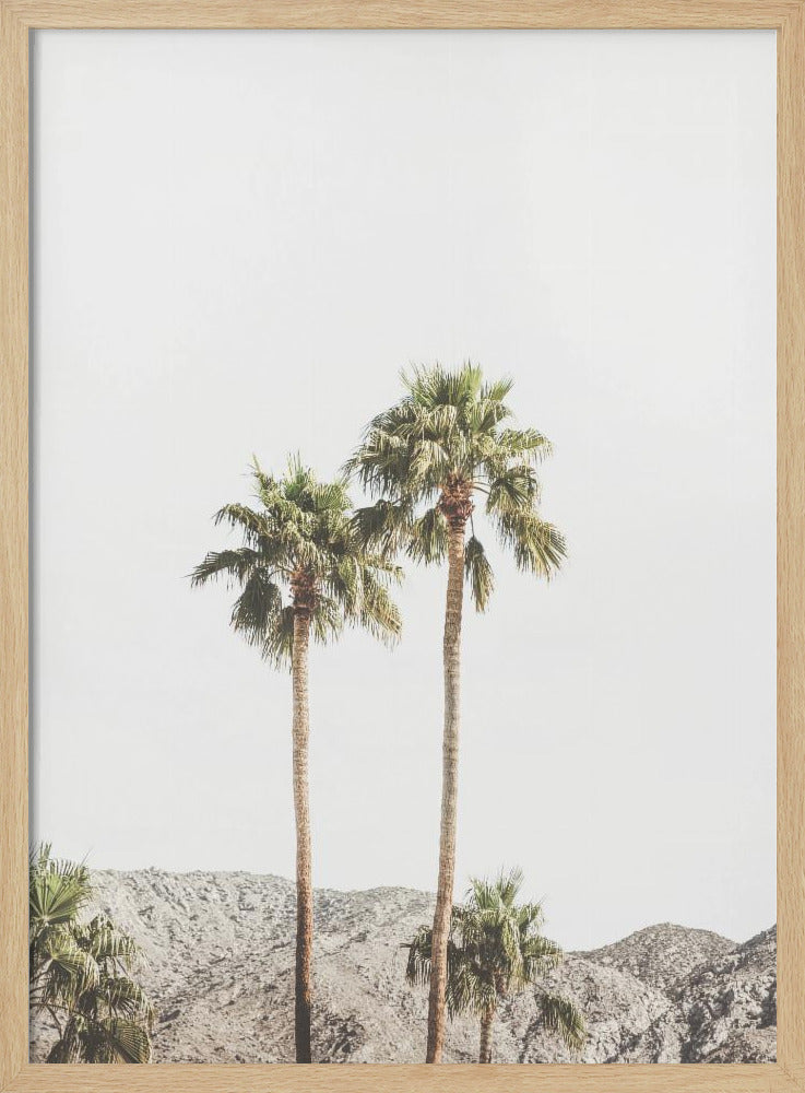 Palm Springs Palmen | Poster