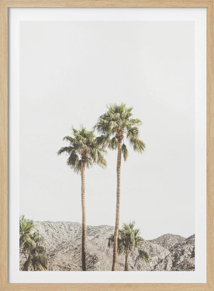 Palm Springs Palmen | Poster