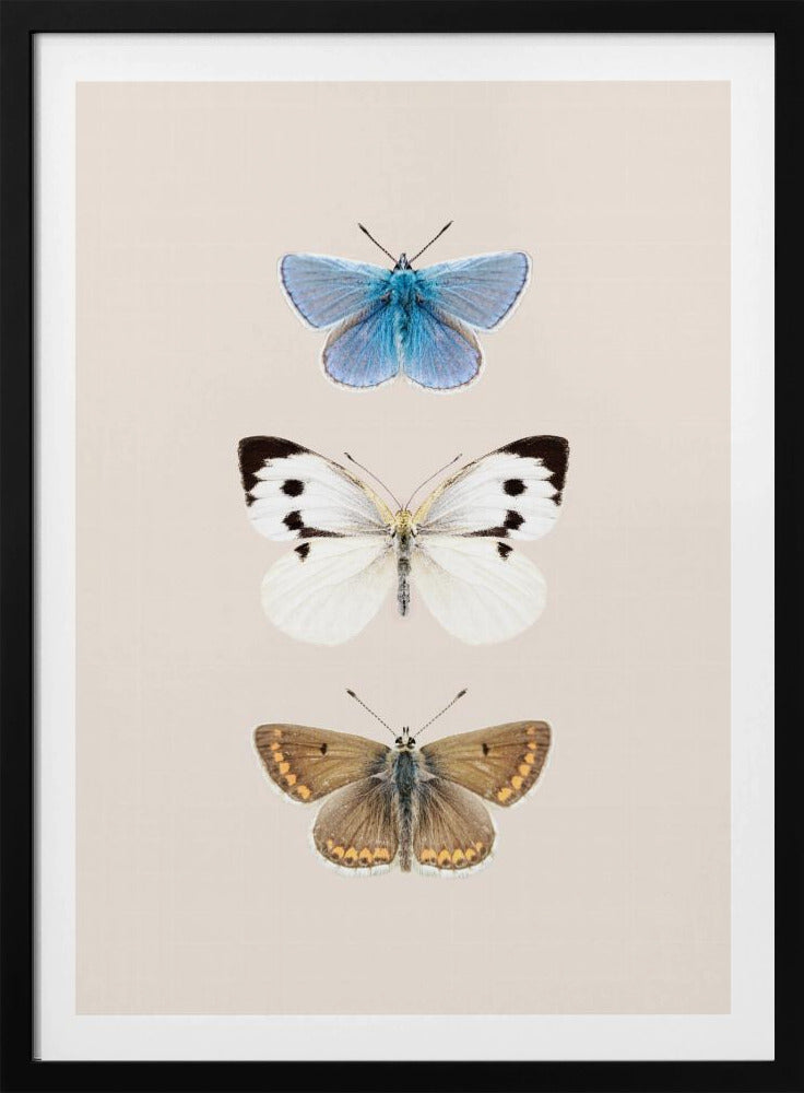 Englische Schmetterlinge 2 | Poster