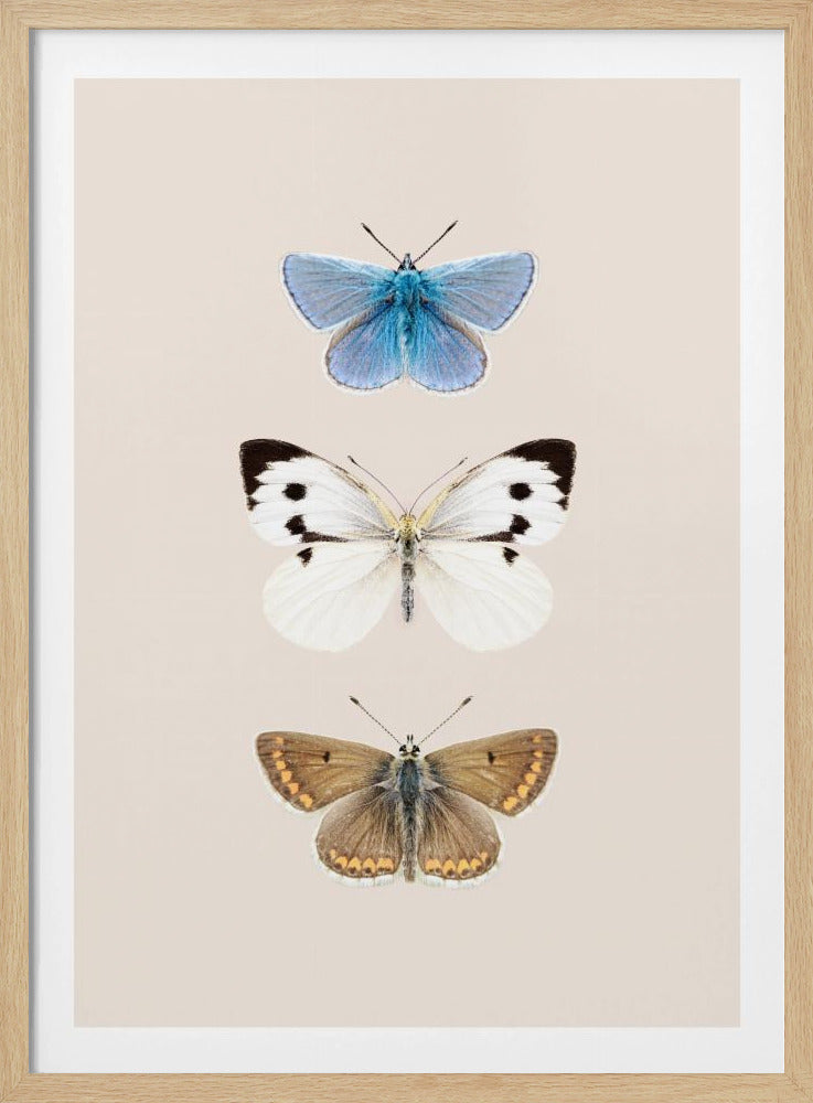Englische Schmetterlinge 2 | Poster