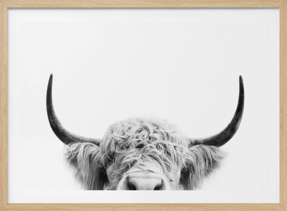 Spähende Kuh BW | Poster
