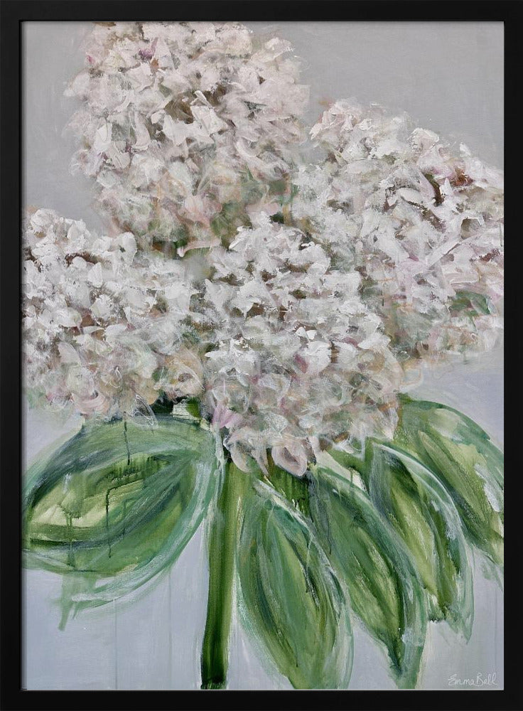 Weiße Hortensienblüte | Poster