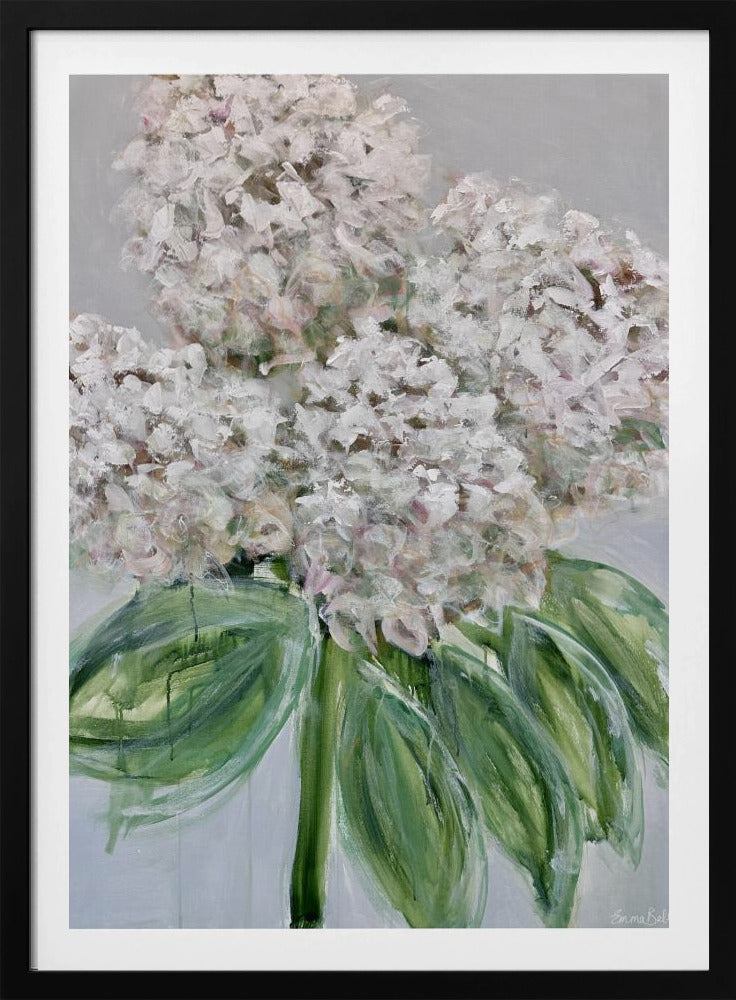 Weiße Hortensienblüte | Poster