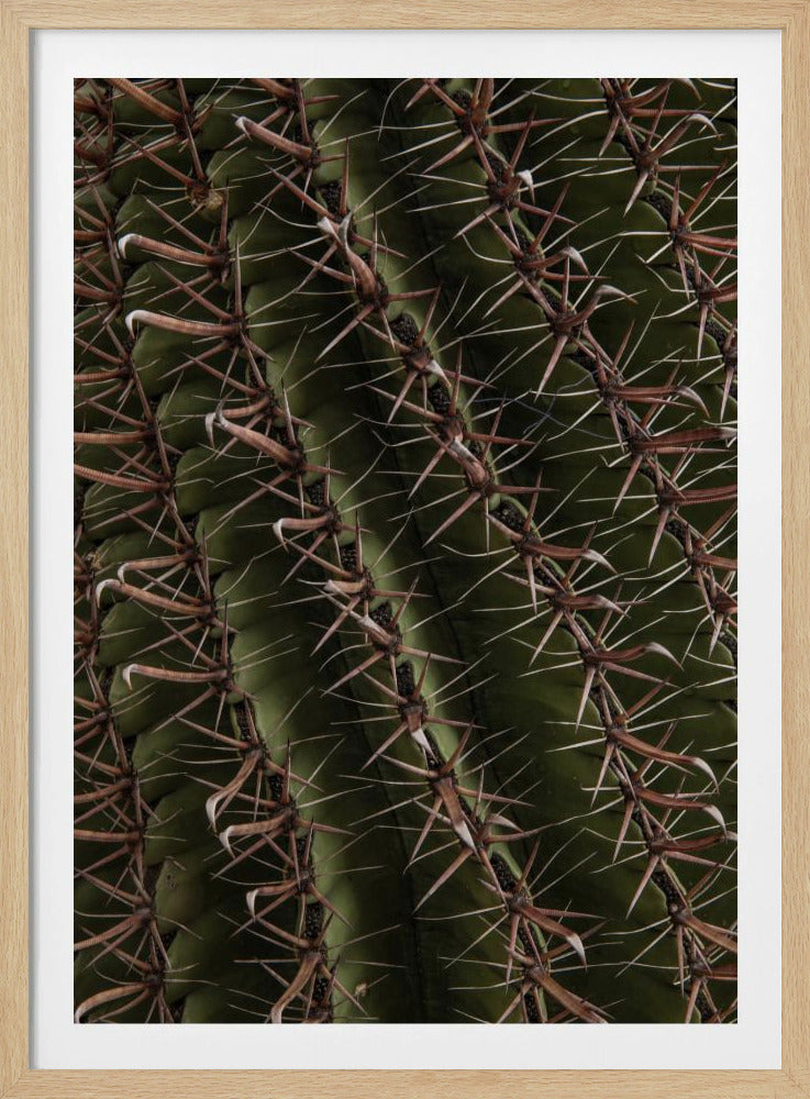 Kaktus-Vitrinen | Poster