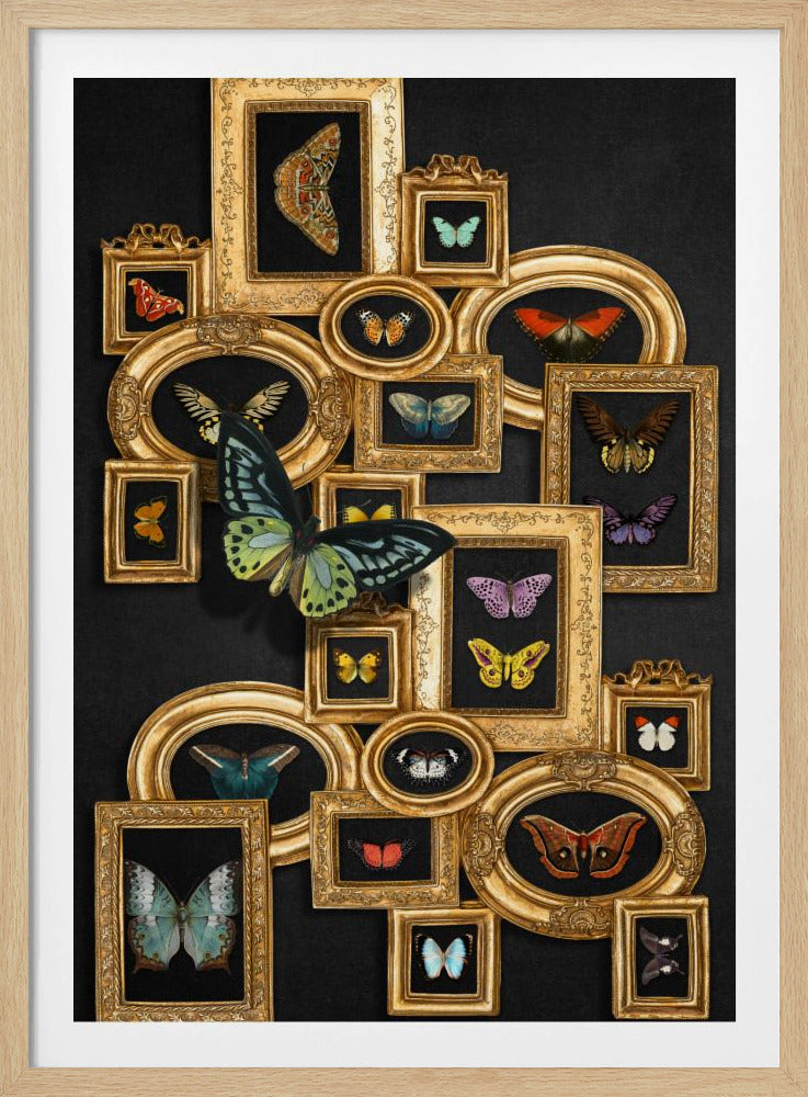 Eine Sammlung von Schmetterlingen | Poster