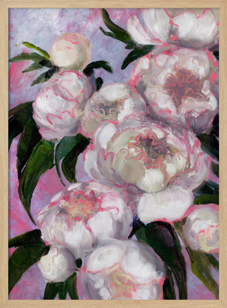 Weiße Pfingstrosen mit rosa Highlights | Poster