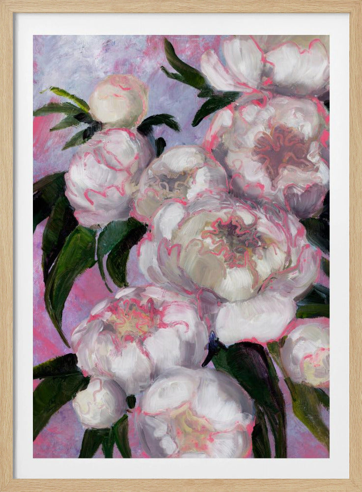 Weiße Pfingstrosen mit rosa Highlights | Poster