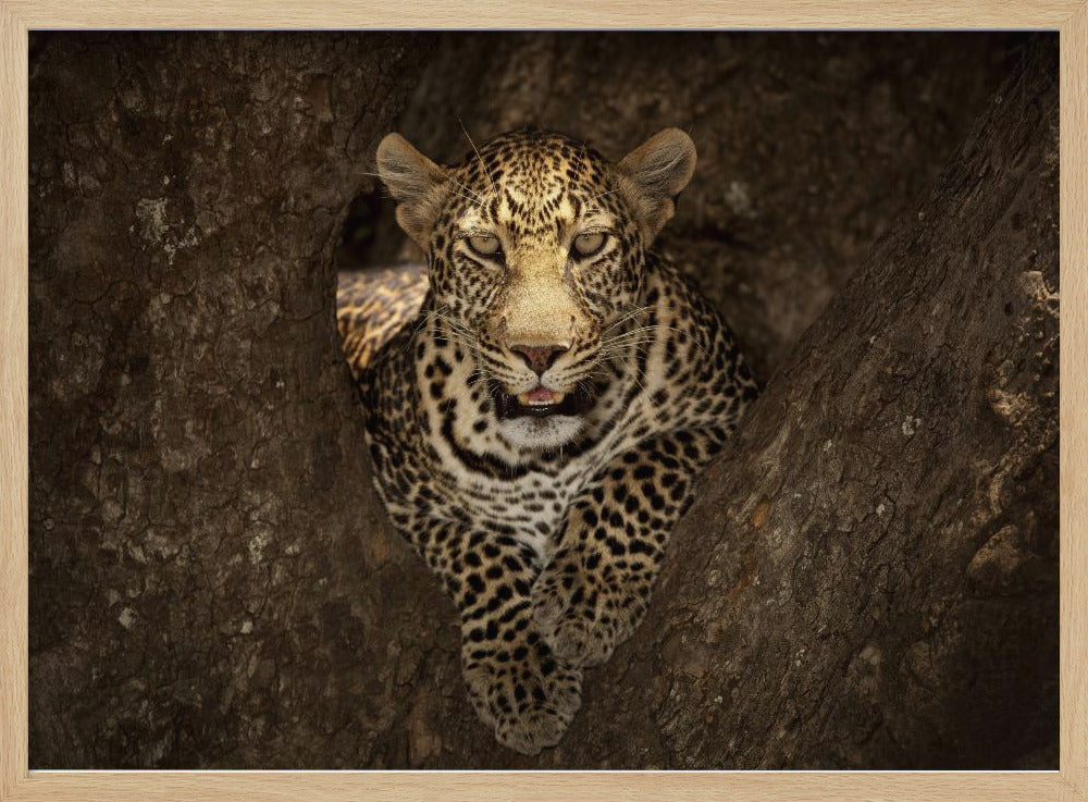 Leopard Resting on a Tree at Masai Mara | Poster
