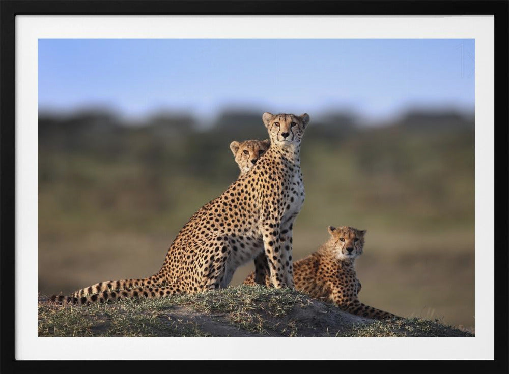 Gepardenfamilie | Poster