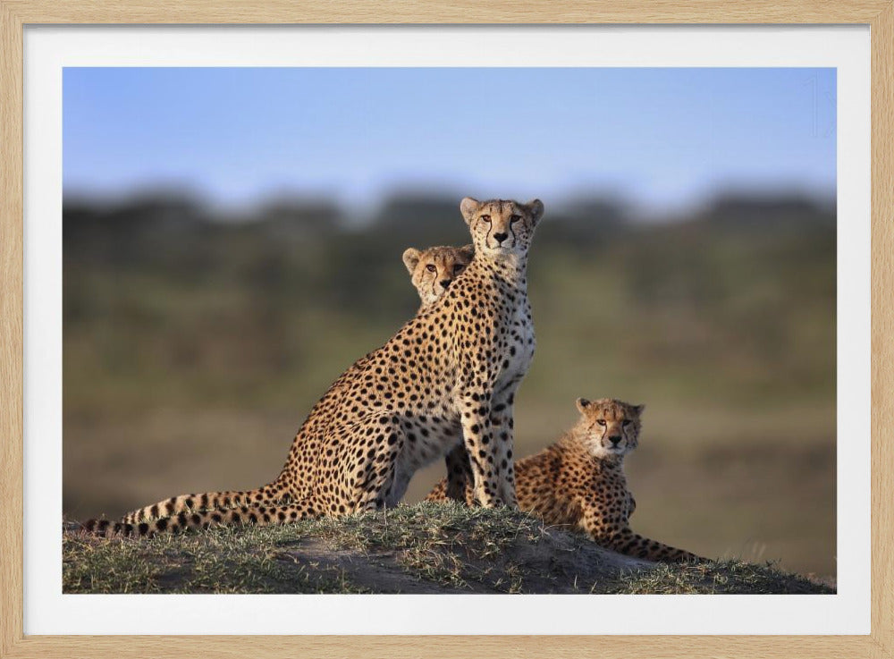 Gepardenfamilie | Poster