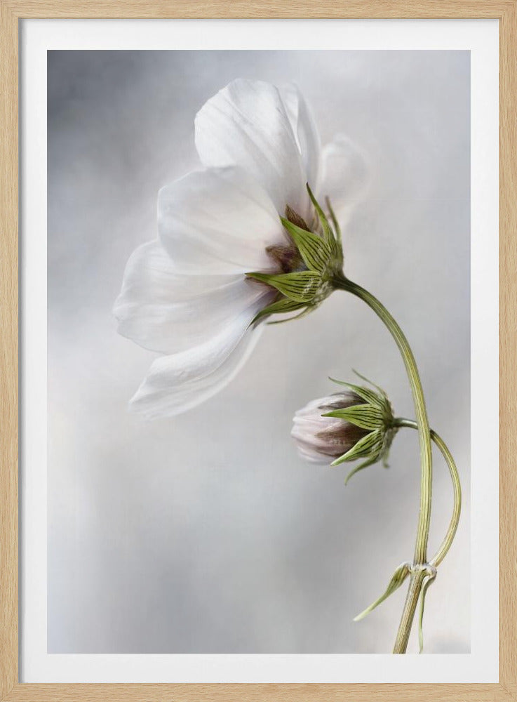 Heavenly Cosmos | Poster