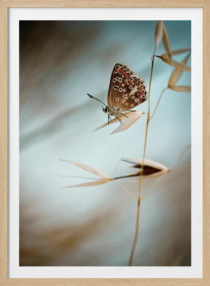 Traum in Blau | Poster
