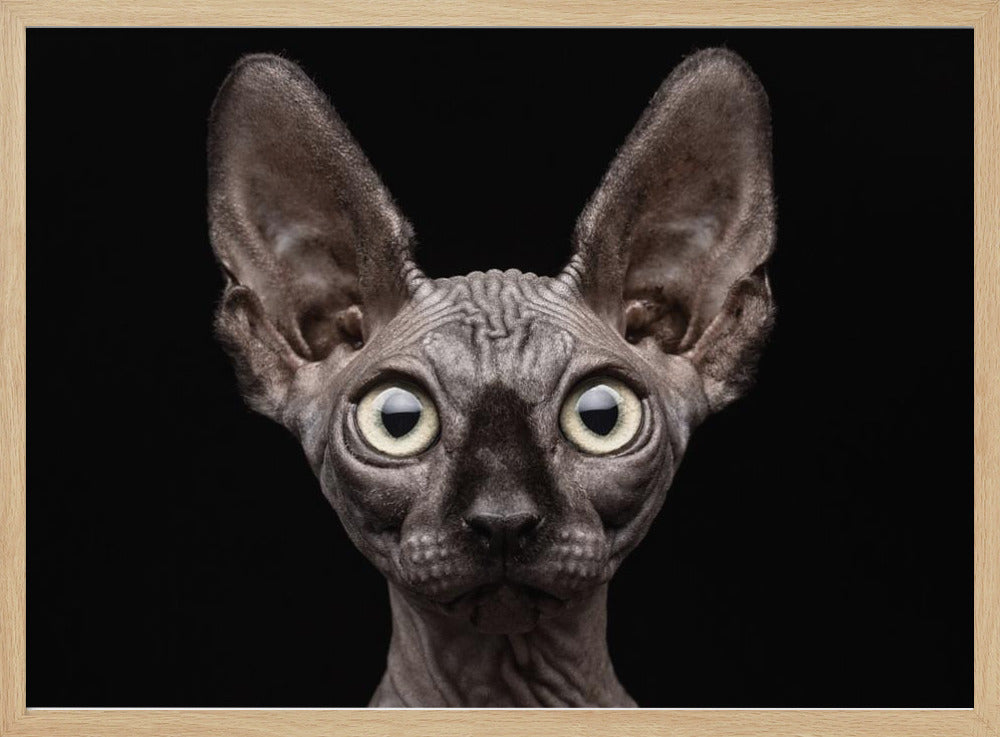 Sphynx-Katze | Poster