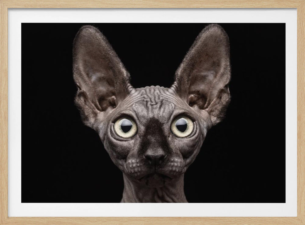 Sphynx-Katze | Poster