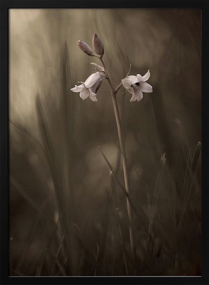 Eine kleine Blume auf dem Boden | Poster