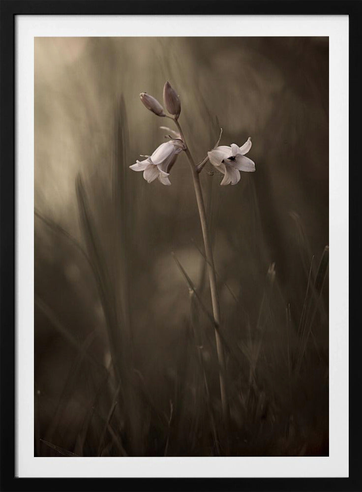 Eine kleine Blume auf dem Boden | Poster