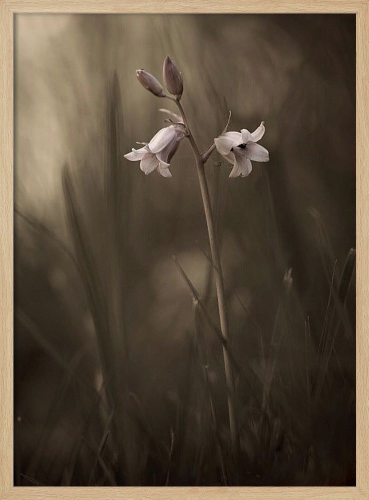 Eine kleine Blume auf dem Boden | Poster