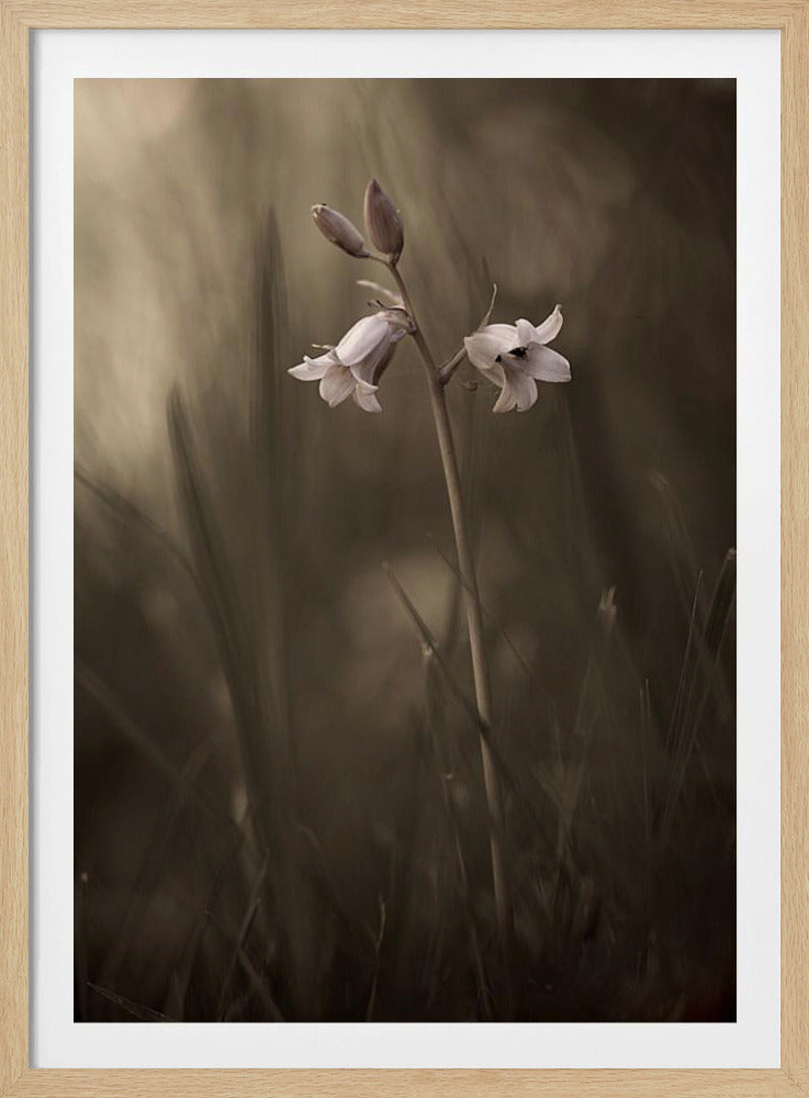 Eine kleine Blume auf dem Boden | Poster