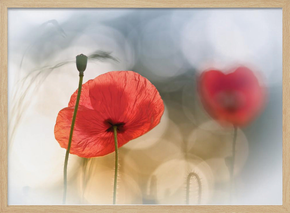 Morgenmohn | Poster