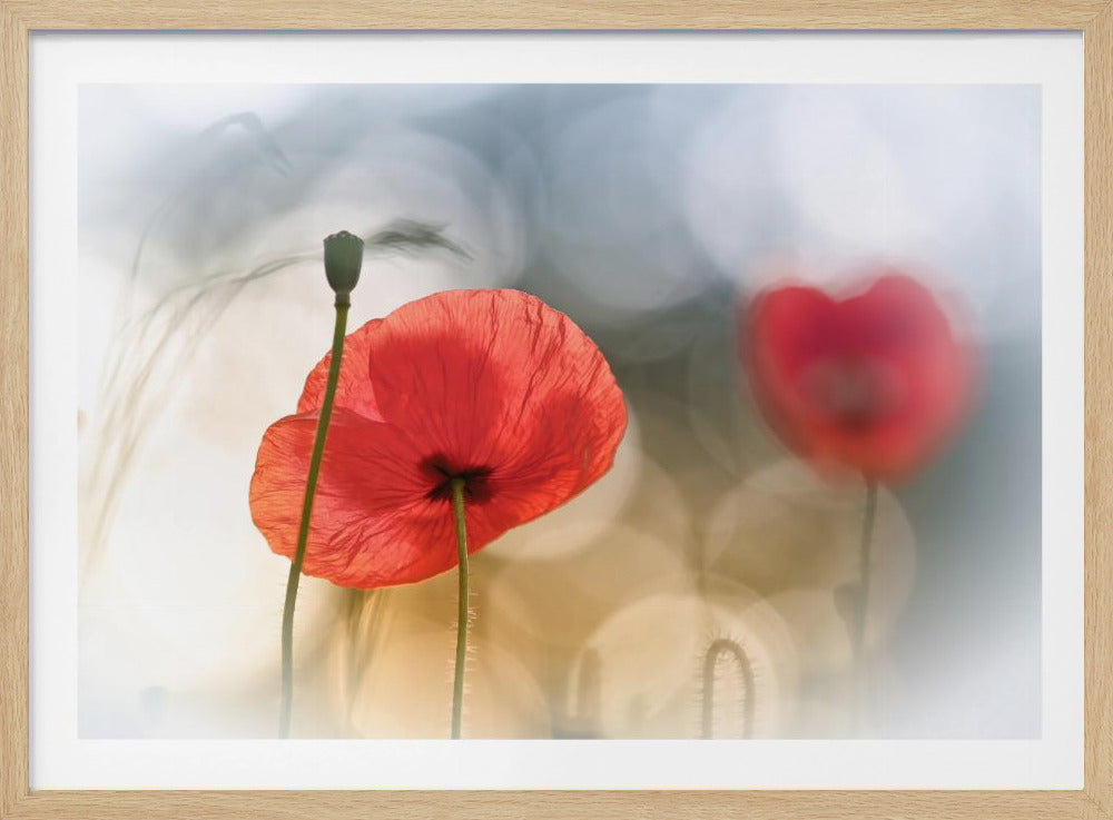 Morgenmohn | Poster