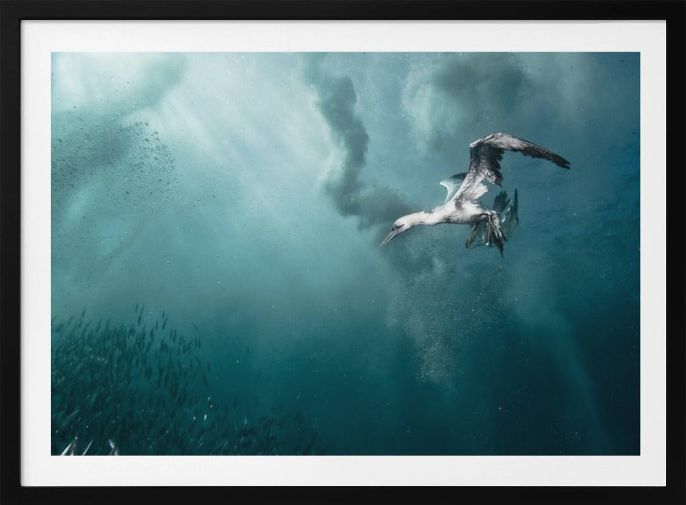 Taucher | Poster