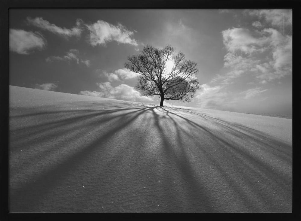 Baumschatten | Poster
