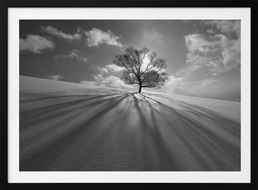 Baumschatten | Poster
