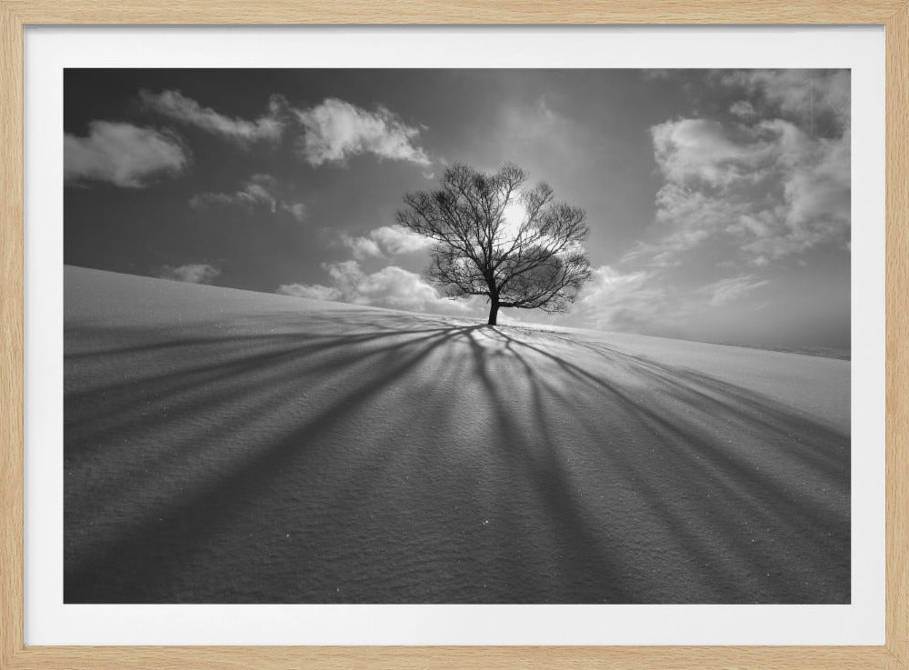 Baumschatten | Poster