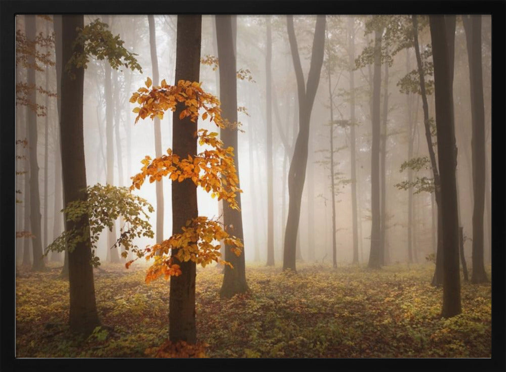 Im Novemberlicht | Poster