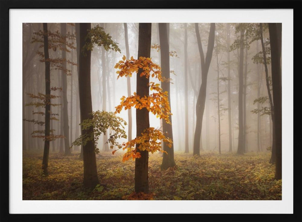 Im Novemberlicht | Poster
