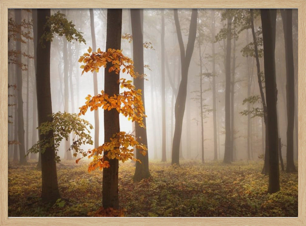 Im Novemberlicht | Poster