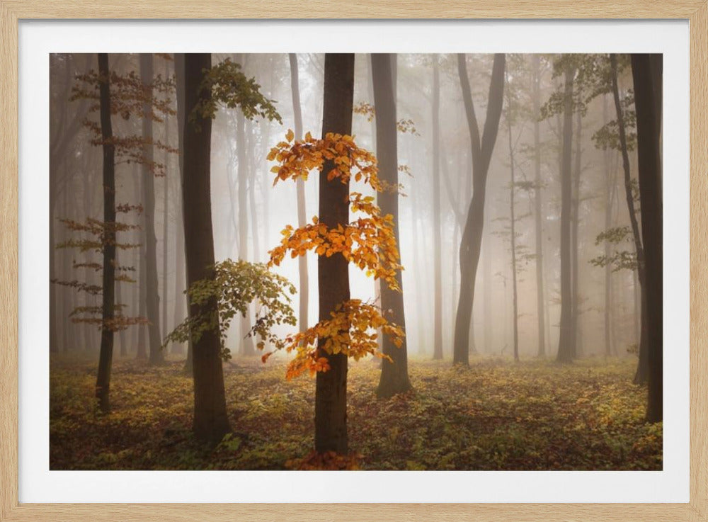 Im Novemberlicht | Poster