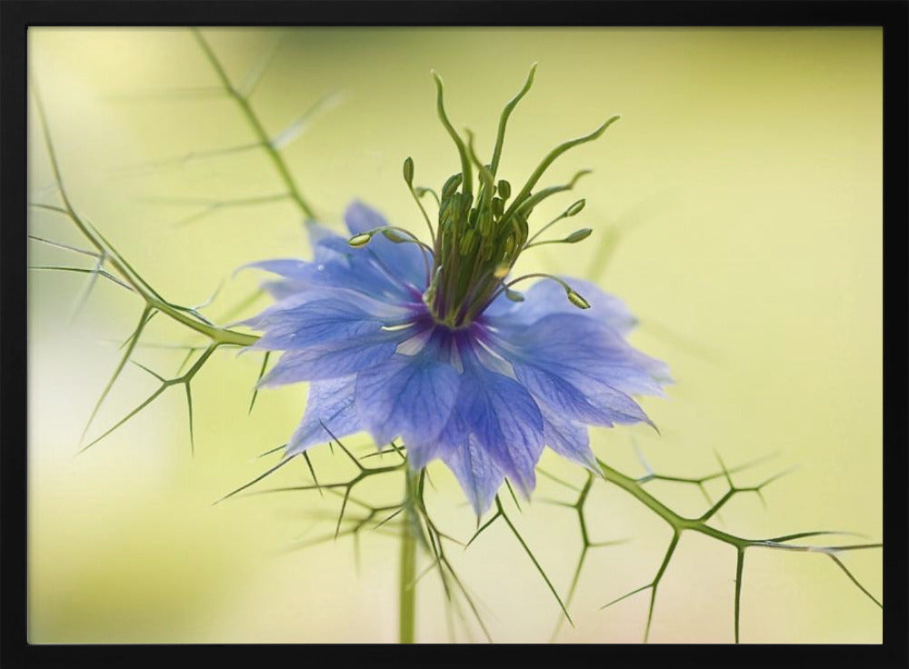 Nigella | Poster