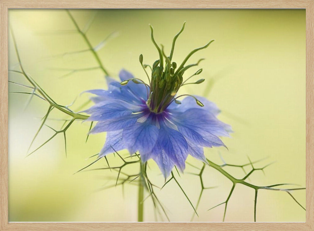 Nigella | Poster