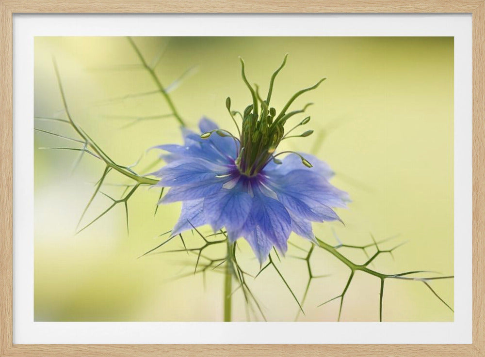 Nigella | Poster