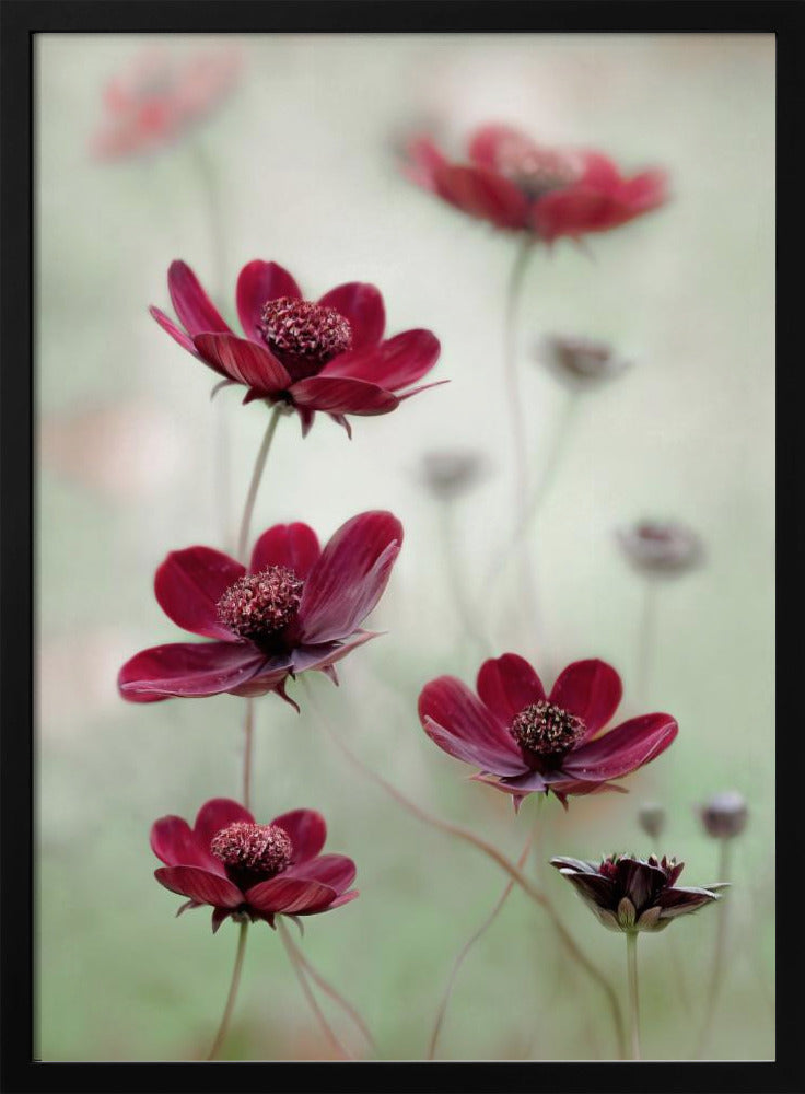 Cosmos sway | Poster