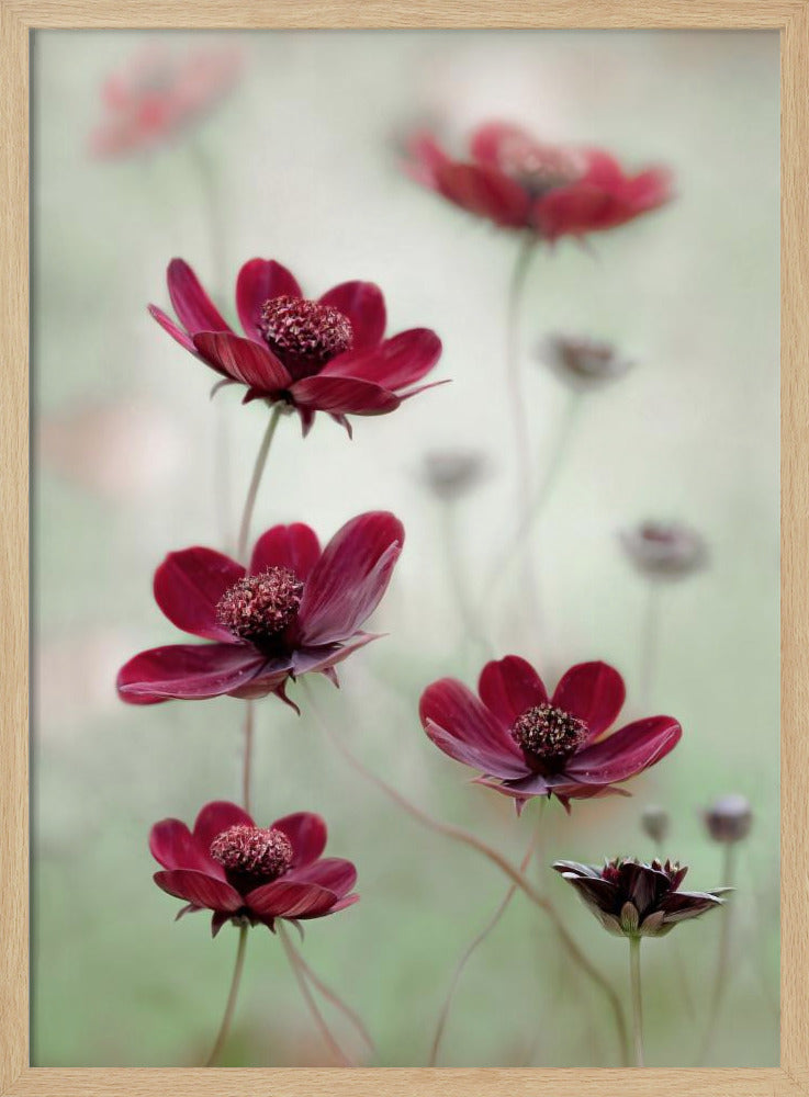 Cosmos sway | Poster