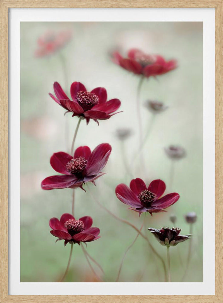 Cosmos sway | Poster