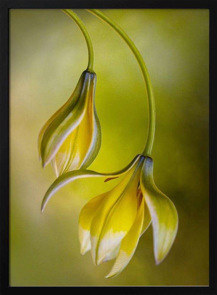 Tulipa | Poster
