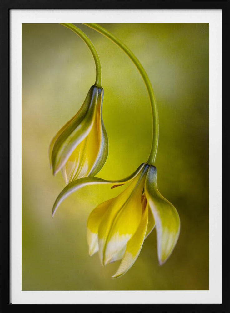 Tulipa | Poster