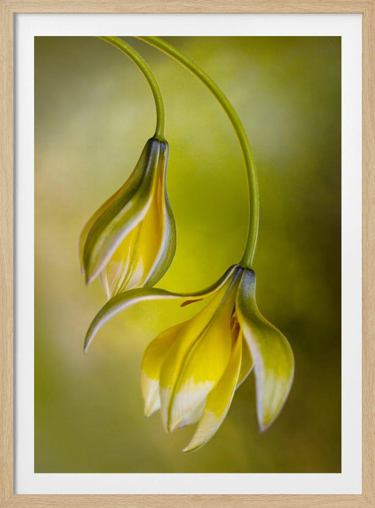 Tulipa | Poster