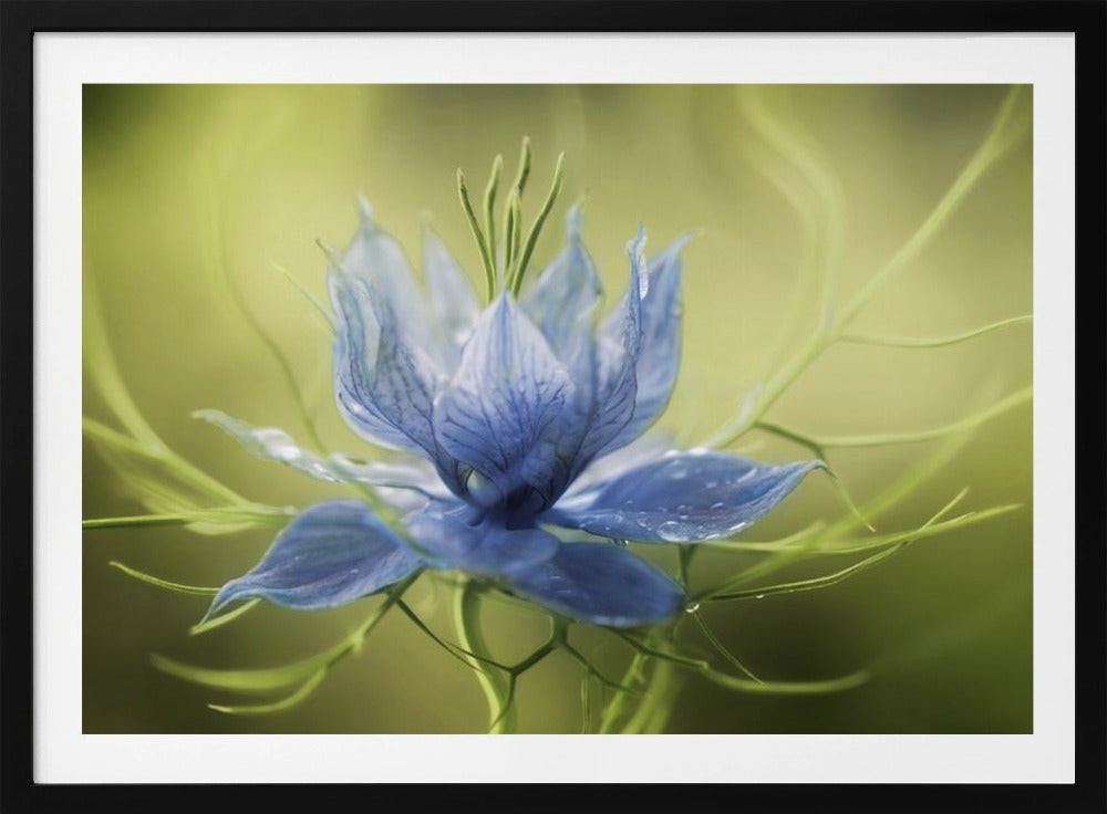 Nigella | Poster