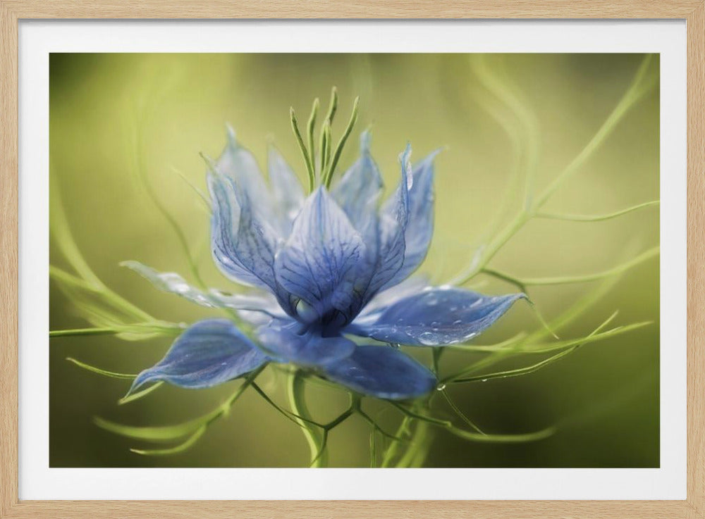Nigella | Poster
