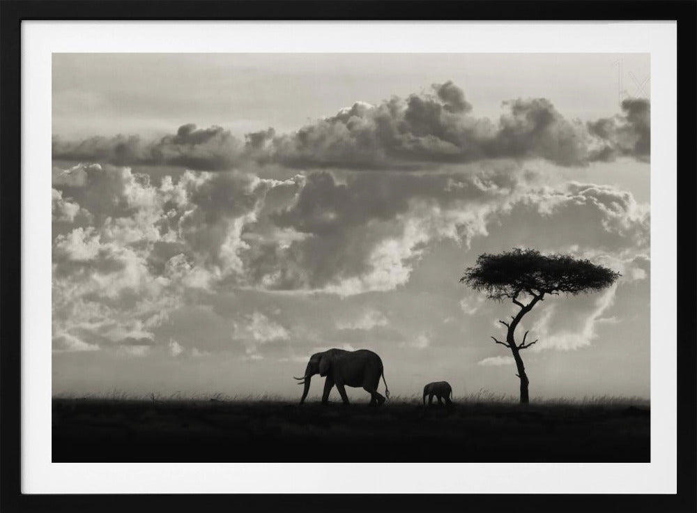 Silhouetten von Mara | Poster