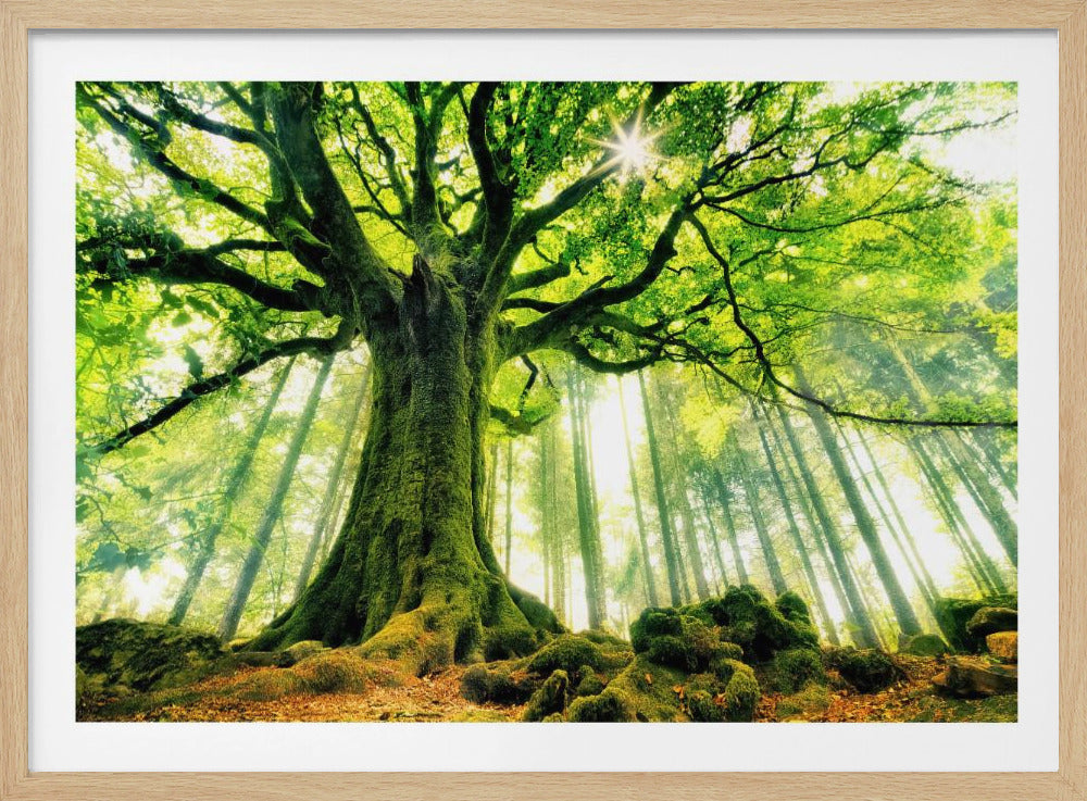 Ponthus' Buche | Poster