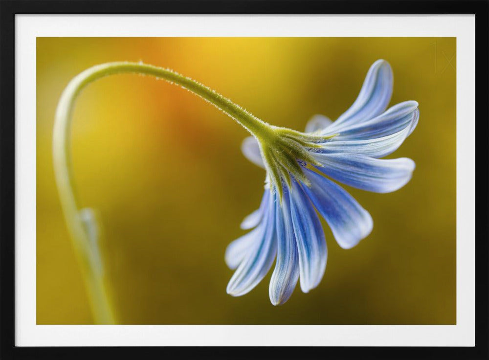 Cape Daisy | Poster